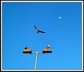 Picture Title - Fly me to the Moon