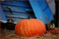 Picture Title - Harvest Time...