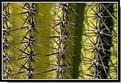 Picture Title - Saguaro #1