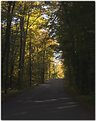 Picture Title - Autumn Path