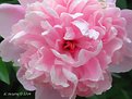 Picture Title - Peony Pink