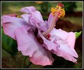 Picture Title - Hibiscus 13