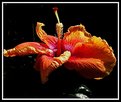 Picture Title - hibiscus 14