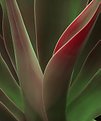 Picture Title - Agave enhanced