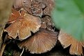 Picture Title - mushroom