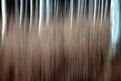 Picture Title - Autumn birches
