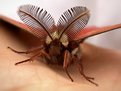 Picture Title - Moth