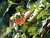 Butterfly on appletree