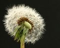 Picture Title - October 15 - Dandelion seed