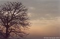 Picture Title - Overcast Sunrise
