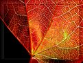 Picture Title - Rosso d'autunno