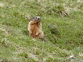 Picture Title - Marmotta