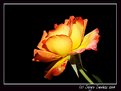 Picture Title - Flaming Rose