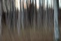 Picture Title - Autumn birches 2