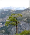 Picture Title - Yosemite#1