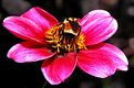 Picture Title - Bee On Flower