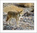 Picture Title - Coyote