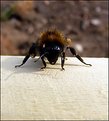 Picture Title - Macro Bumblebee