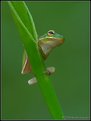 Picture Title - Green Tree Frog
