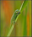Picture Title - Green Anole