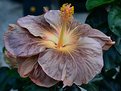 Picture Title - Brown Silk Hibiscus