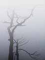 Picture Title - dead in the fog