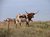 Oklahoma longhorns