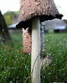 Picture Title - mushrooms 2