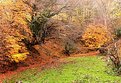 Picture Title - autumn colours