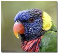 Picture Title - Lorikeet