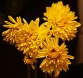 Picture Title - Bright Yellow Mums