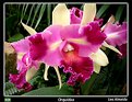Picture Title - Orquídea