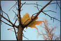 Picture Title - No Future