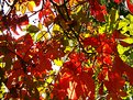 Picture Title - autumn lives