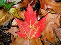 Picture Title - "Red Leaf"