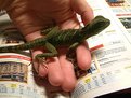 Picture Title - My little lizard