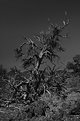 Picture Title - Devil's Orchard - Missletoe Tree