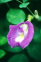 Picture Title - Violet flower