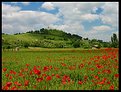 poppies 