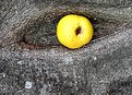 Picture Title - Apple of the eye