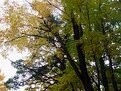 Picture Title - Wet Autumn Trees