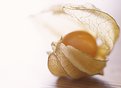 Picture Title - physalis #1