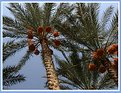 Picture Title - palms