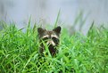 Picture Title - Raccoon Eyes