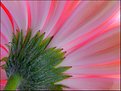 Picture Title - Gerbera Rays 2