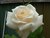 Water Droplets on White Rose