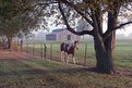 Picture Title - Out for a Walk