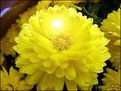 Picture Title - "Sun" Flower