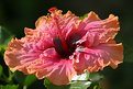 Picture Title - Radiant Hibiscus