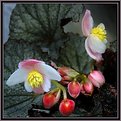 Picture Title - ***BEGONIA***